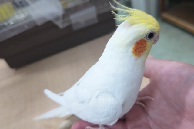 オカメインコ