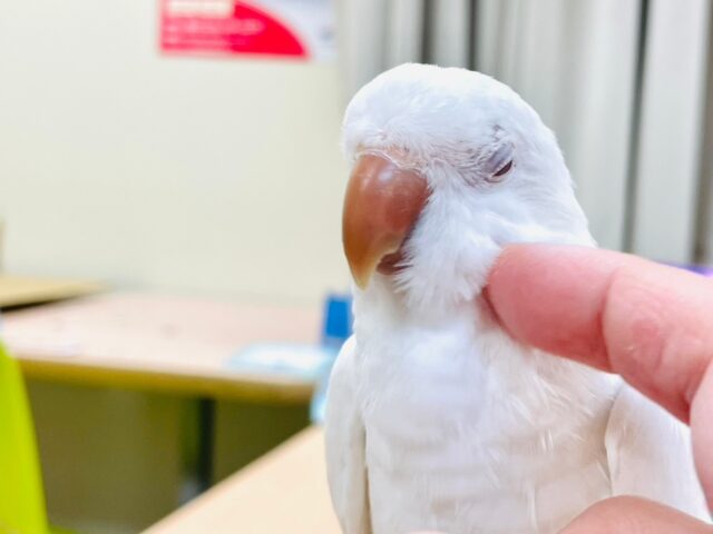 オキナインコ