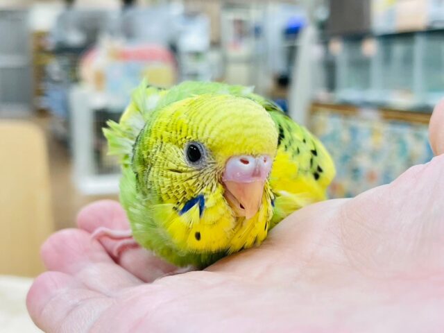 セキセイインコ