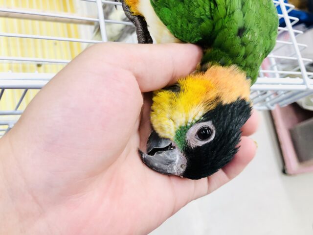 ズグロシロハラインコ