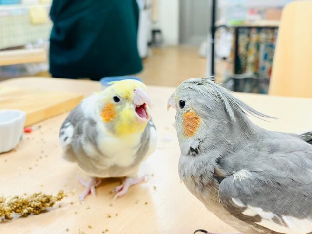 オカメインコ