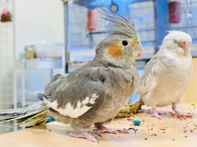 オカメインコ