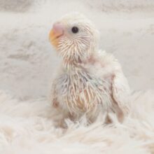 楽し気なお顔はコチラも楽しくっ　ほっこりしますわねぇ～　セキセイインコ　ダブルファクター～～
