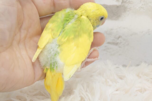 セキセイインコ