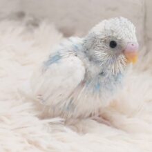 すっとぼけて。。。どっか遠くへ行きたいしっ　セキセイインコ　スパングルパイド～～