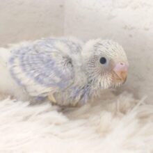 少しはおちつい。。たら？？　元気バードまっしぐら～　セキセイインコ　スパングル～～ゆ