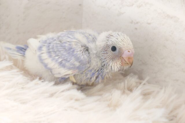 少しはおちつい。。たら？？　元気バードまっしぐら～　セキセイインコ　スパングル～～ゆ