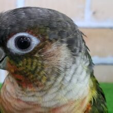 画像更新☆ウロコインコが来たよ！バイオレットイングリーン