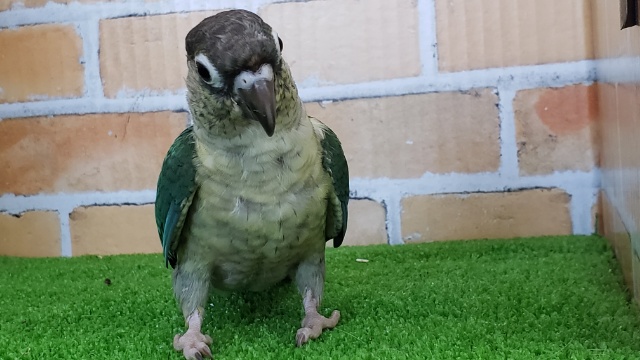 ワキコガネウロコインコ