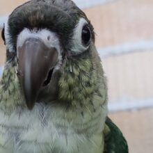 ウロコインコが来たよ！ワキコガネブルー