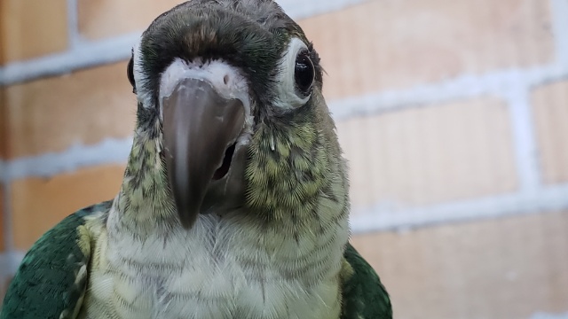 ウロコインコが来たよ！ワキコガネブルー