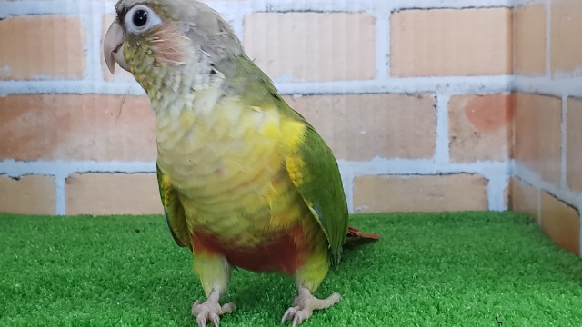 ホオミドリウロコインコ