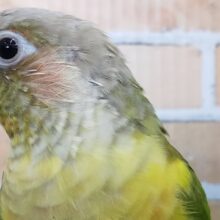 ウロコインコが来たよ！パイナップル