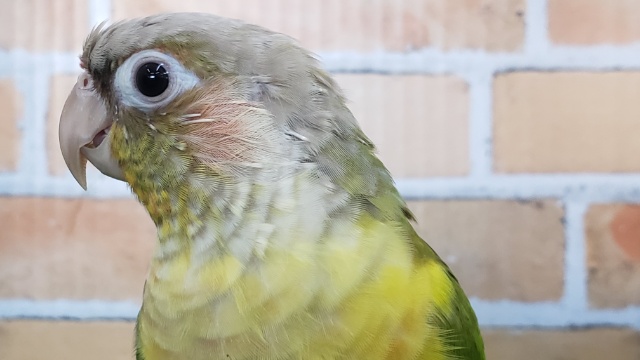 ウロコインコが来たよ！パイナップル