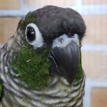 ウロコインコが来たよ！ノーマルグリーン