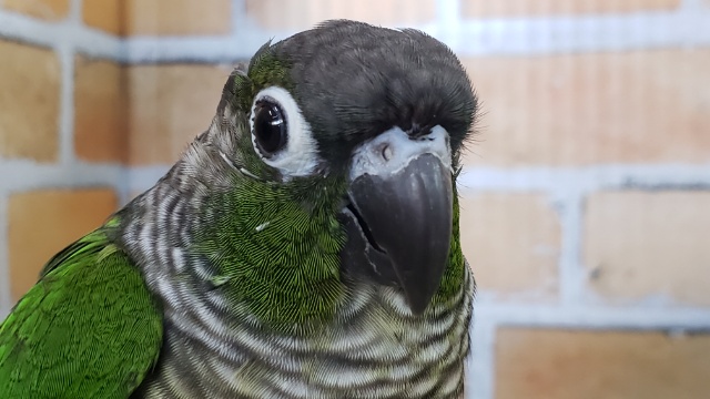 ウロコインコが来たよ！ノーマルグリーン