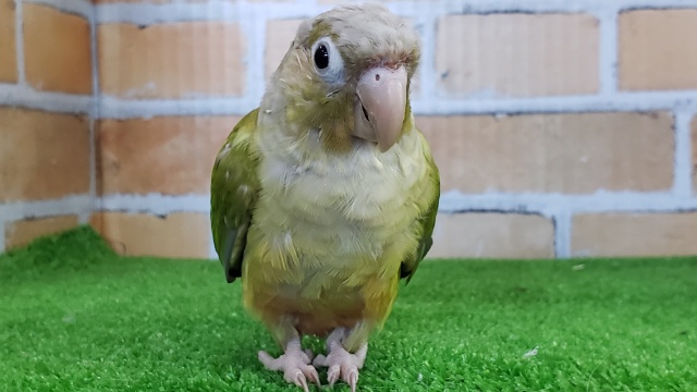 ホオミドリウロコインコ