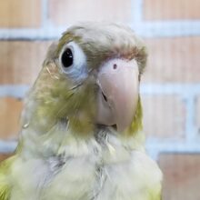 ウロコインコが来たよ！シナモン～