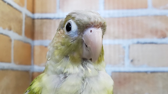 ウロコインコが来たよ！シナモン～