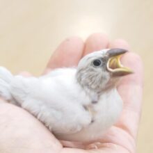 最新画像になります☆　銀おやびん、せいちょう道中まっしぐらぁ～～　シルバー文鳥～～