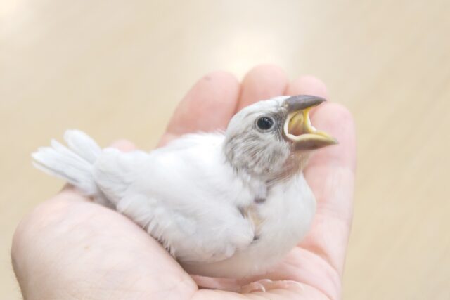 最新画像になります☆　銀おやびん、せいちょう道中まっしぐらぁ～～　シルバー文鳥～～