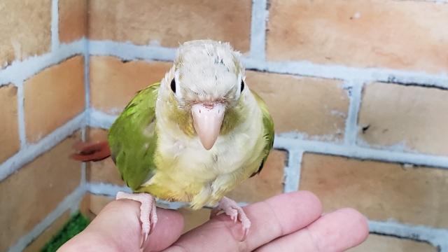 ホオミドリウロコインコ