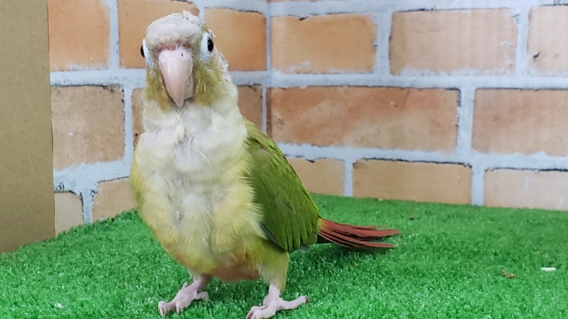 ホオミドリウロコインコ