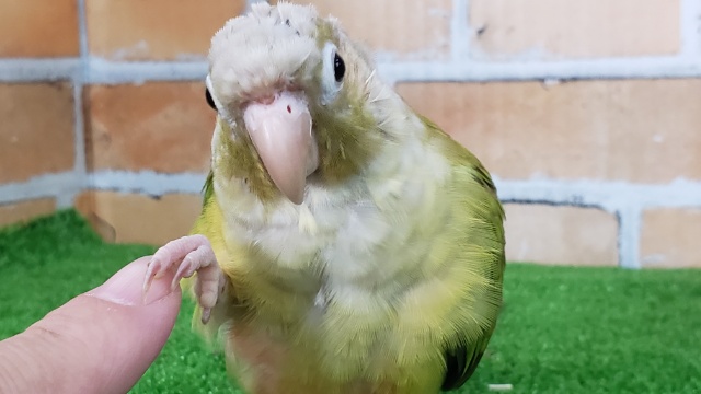 ホオミドリウロコインコ