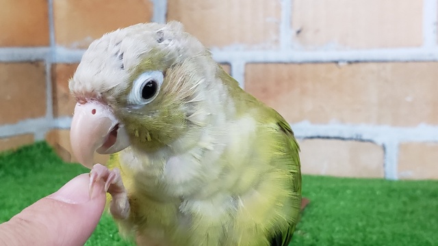 ホオミドリウロコインコ