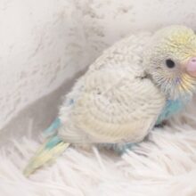 飛ぶ練習よりも、みだしなみ。。見た方が～　セキセイインコ　パステルレインボーパイド～～