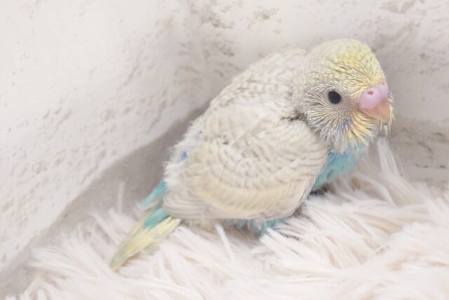 飛ぶ練習よりも、みだしなみ。。見た方が～　セキセイインコ　パステルレインボーパイド～～