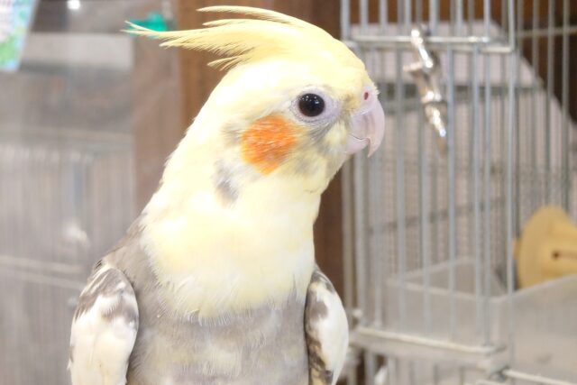 オカメインコ