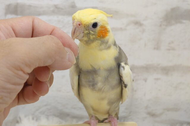 オカメインコ