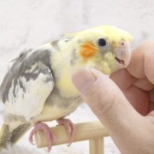 【動画更新🪄】かまってアピールにさそわれて、とろけるオカメらいふ～～いかが？　オカメインコ　パイド～～