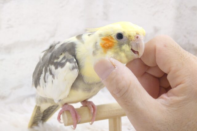 かまってアピールにさそわれて、とろけるオカメらいふ～～いかが？　オカメインコ　パイド～～