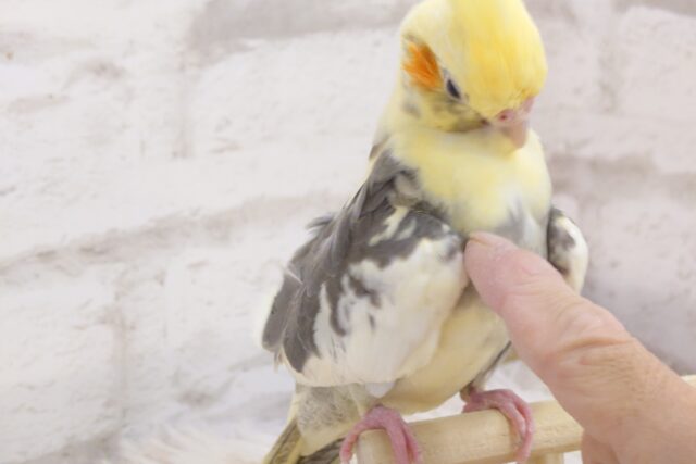 オカメインコ