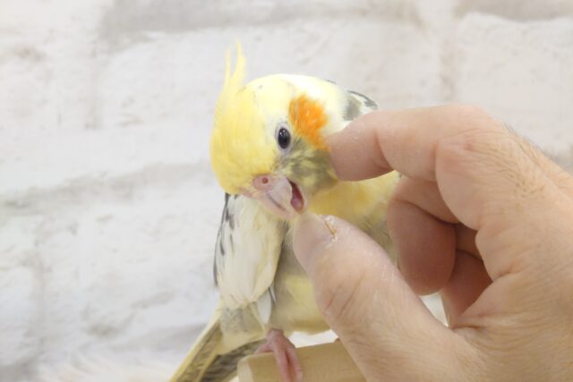 オカメインコ