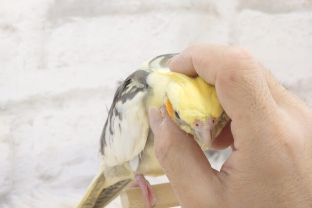 オカメインコ