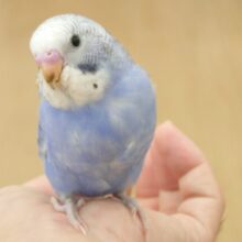 最新画像になります☆　卒！わたパンっ　ベタ馴れへ準備かいしーー　セキセイインコ　バイオレットオパーリン