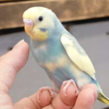 【動画更新🪄ひとり餌‪☆】最新画像になります☆　ポーっと先を見定めてて成長♩♩　セキセイインコ(パステルカラーレインボーパイド) ヒナ