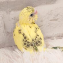 包まれるのが好き☆　セキセイインコ　ハルクイン