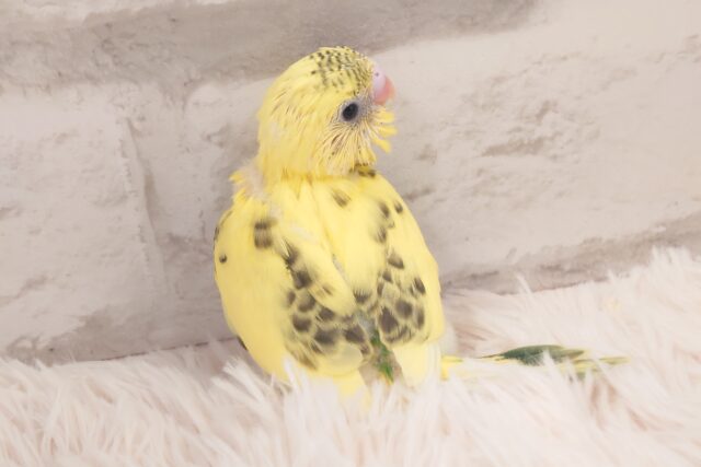 包まれるのが好き☆　セキセイインコ　ハルクイン