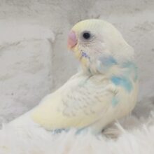 キリっとおしとやかさん～～　セキセイインコ　パステルレインボースパングルパイド☆