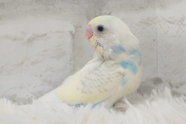 キリっとおしとやかさん～～　セキセイインコ　パステルレインボースパングルパイド☆