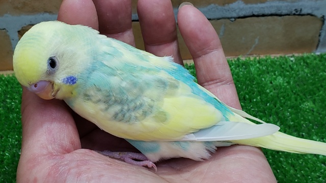 セキセイインコ