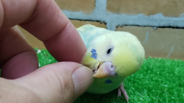 セキセイインコ