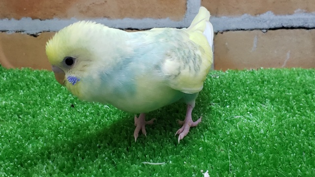 セキセイインコ