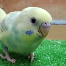 いい感じに～パステルレインボーパイドのセキセイインコ