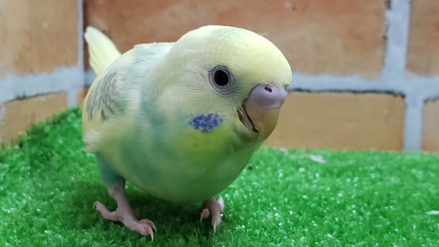 いい感じに～パステルレインボーパイドのセキセイインコ