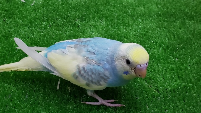 セキセイインコ